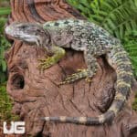 Clubtail Iguanas For Sale - Underground Reptiles