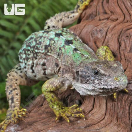 Clubtail Iguanas For Sale - Underground Reptiles