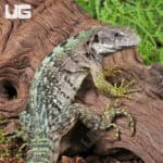 Clubtail Iguanas For Sale - Underground Reptiles