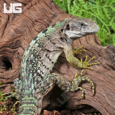 Clubtail Iguanas For Sale - Underground Reptiles