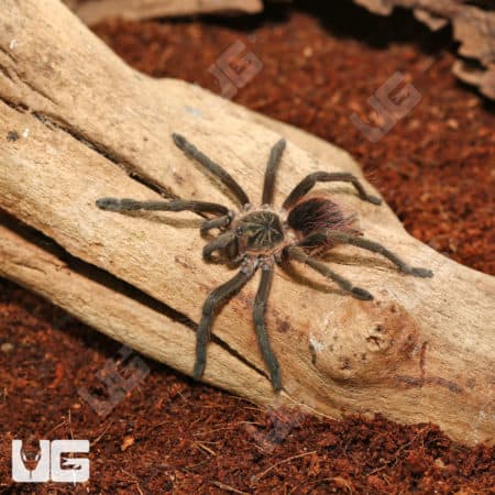 Colombian Giant Copperhead Tarantula (Pamphobeteus Fortis) For Sale - Underground Reptiles