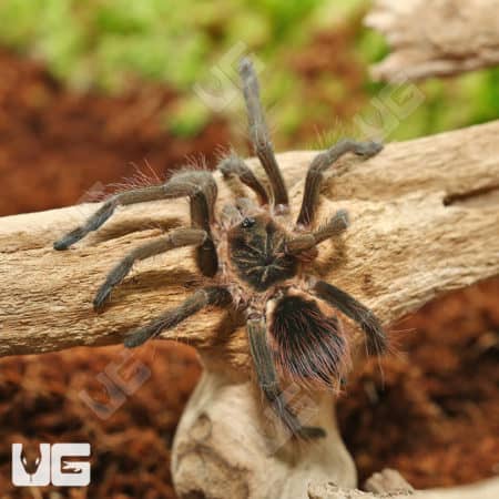 Colombian Giant Copperhead Tarantula (Pamphobeteus Fortis) For Sale - Underground Reptiles