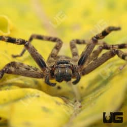 Cameroon Crab Spider (barylestis scutatus