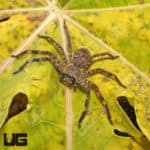 Cameroon Crab Spider (barylestis scutatus") for sale