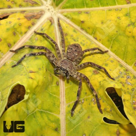 Cameroon Crab Spider (barylestis scutatus") for sale