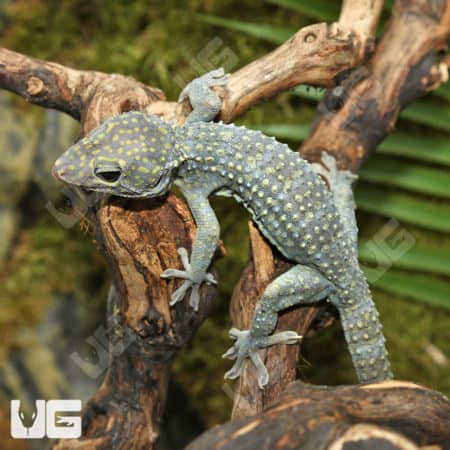 Tokay Geckos (Gekko gecko) for sale