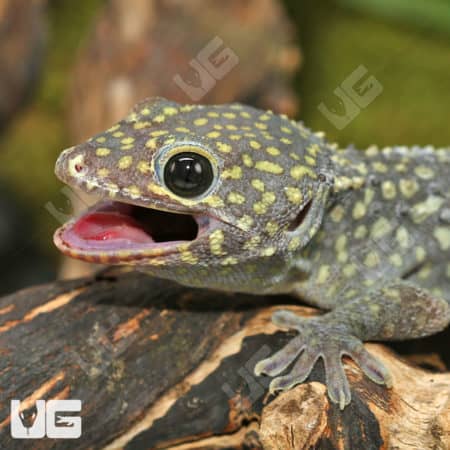 Tokay Geckos (Gekko gecko) for sale