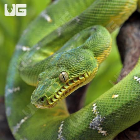 Emerald Tree Boas (Corallus caninus) For Sale - Underground Reptiles
