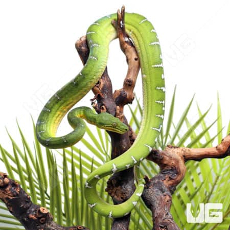 Emerald Tree Boas (Corallus caninus) For Sale - Underground Reptiles