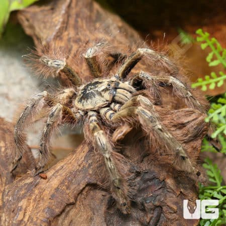 Feather Leg Baboon Tarantula (Stromatopelma calceatum) For Sale - Underground Reptiles