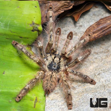 Feather Leg Baboon Tarantula (Stromatopelma calceatum) For Sale - Underground Reptiles