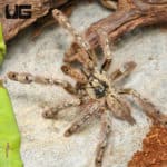 Feather Leg Baboon Tarantula (Stromatopelma calceatum) For Sale - Underground Reptiles
