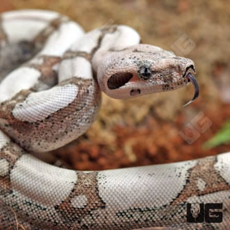 Baby Female Fire Pos. Jungle Redtail Boa (Boa constrictor imperator) For Sale - Underground Reptiles