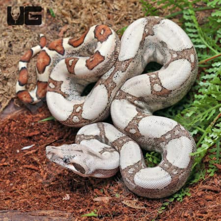 Baby Female Fire Pos. Jungle Redtail Boa (Boa constrictor imperator) For Sale - Underground Reptiles