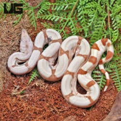 Sand Boas and Ground Boas For Sale - Imperial Reptiles – IMPERIAL REPTILES  & EXOTICS