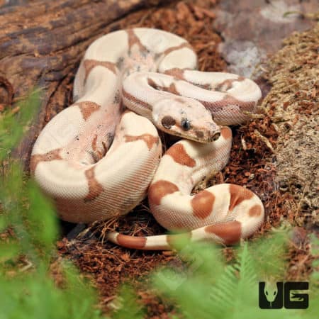 Baby Female Hypo Fire Redtail Boa (Boa constrictor imperator) For Sale - Underground Reptiles