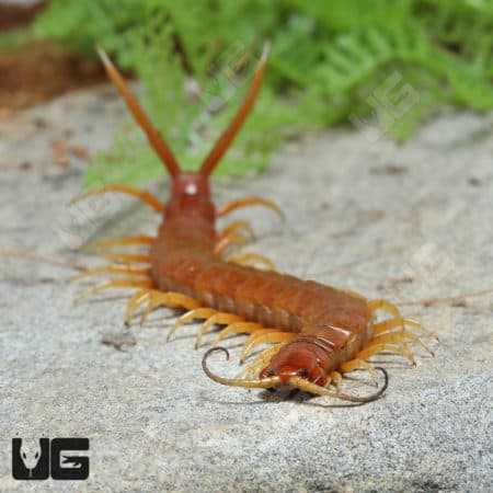 Florida Keys Giant Centipede (Scolopendra longipes)  For Sale- Underground Reptiles