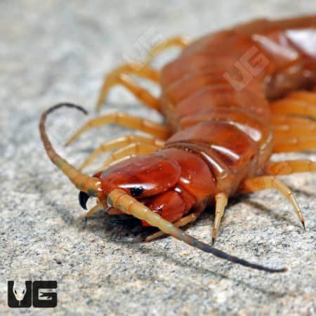Florida Keys Giant Centipede (Scolopendra longipes)  For Sale- Underground Reptiles