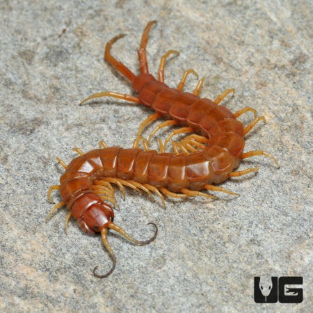 Florida Keys Giant Centipede (Scolopendra longipes)  For Sale- Underground Reptiles