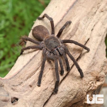 Forbidden Wind Tarantulas (Chilobracys Sp.'Forbidden Wind') For Sale - Underground Reptiles