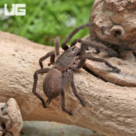 Forbidden Wind Tarantulas (Chilobracys Sp.'Forbidden Wind') For Sale - Underground Reptiles