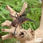 Forbidden Wind Tarantulas (Chilobracys Sp.'Forbidden Wind') For Sale - Underground Reptiles
