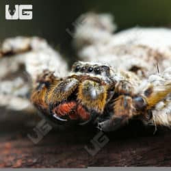 Ghost Huntsman Spider (Barylestis saaristoi) For Sale - Underground Reptiles