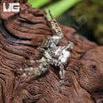 Ghost Huntsman Spider (Barylestis saaristoi) For Sale - Underground Reptiles
