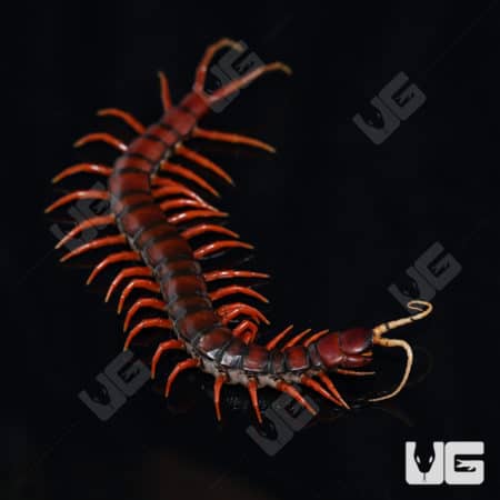 Giant White Beard Centipede (Scolopendra Sp. 'White Beard') For Sale - Underground Reptiles
