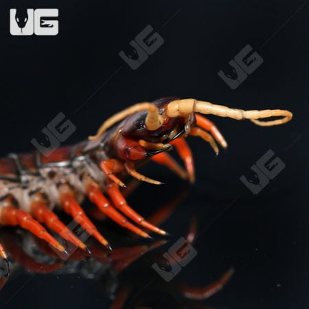 Giant White Beard Centipede (Scolopendra Sp. 'White Beard') For Sale - Underground Reptiles