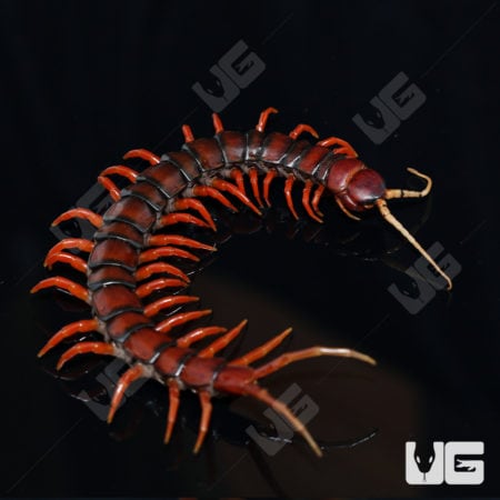 Giant White Beard Centipede (Scolopendra Sp. 'White Beard') For Sale - Underground Reptiles