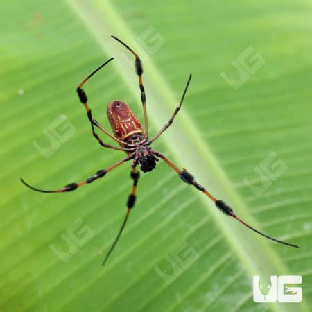 Giant Golden Orb Weaver (Nephila Pilipes) For Sale - Underground Reptiles