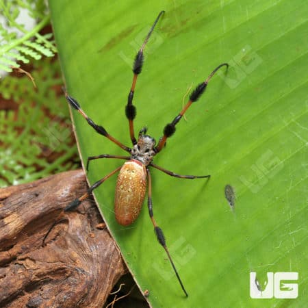 Giant Golden Orb Weaver (Nephila Pilipes) For Sale - Underground Reptiles