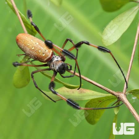 Giant Golden Orb Weaver (Nephila Pilipes) For Sale - Underground Reptiles