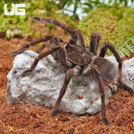 Goliath Birdeater Tarantula (Theraphosa stirmi) For Sale - Underground Reptiles