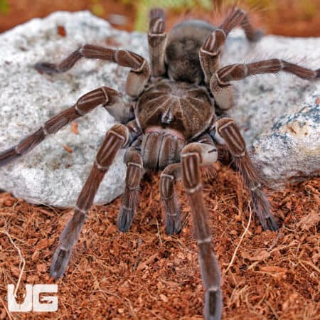 Goliath Birdeater Tarantula (Theraphosa stirmi) For Sale - Underground Reptiles