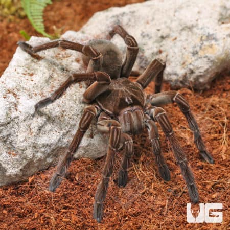 Goliath Birdeater Tarantula (Theraphosa stirmi) For Sale - Underground Reptiles
