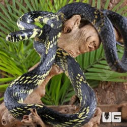 Tiger Ratsnakes For Sale - Underground Reptiles