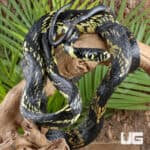 Tiger Ratsnakes For Sale - Underground Reptiles