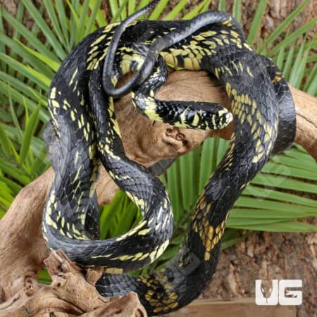 Tiger Ratsnakes For Sale - Underground Reptiles