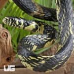 Tiger Ratsnakes For Sale - Underground Reptiles