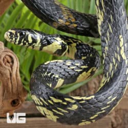 Tiger Ratsnakes For Sale - Underground Reptiles