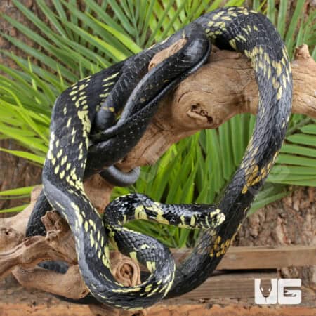 Tiger Ratsnakes For Sale - Underground Reptiles