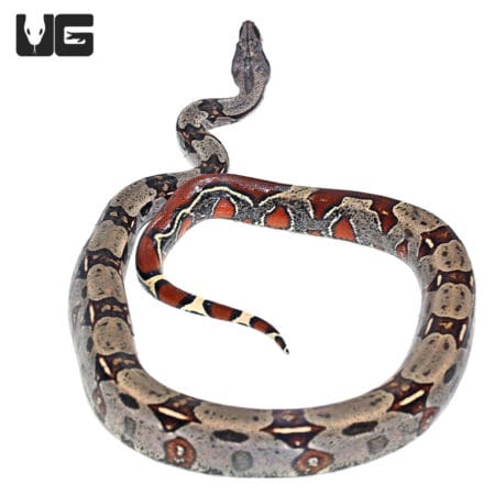 Guyana Redtail Boa (Boa c. constrictor) for sale