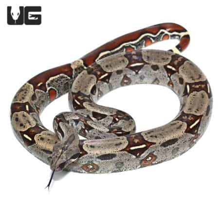 Guyana Redtail Boa (Boa c. constrictor) for sale