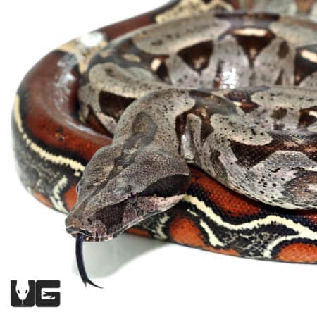 Guyana Redtail Boa (Boa c. constrictor) for sale