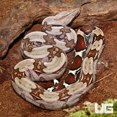 Guyana Redtail Boa (Boa c. constrictor) for sale