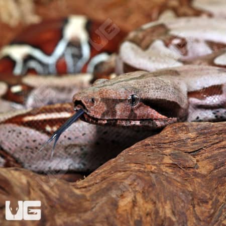 Guyana Redtail Boa (Boa c. constrictor) for sale