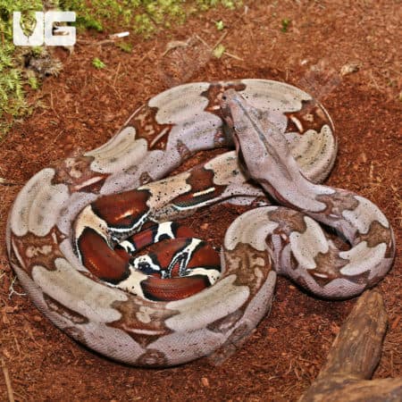 Guyana Redtail Boa (Boa c. constrictor) for sale