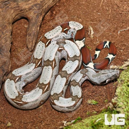 Guyana Redtail Boa (Boa c. constrictor) for sale